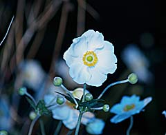 Japanese Wind Flower