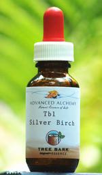 Tb 1 Silver Birch