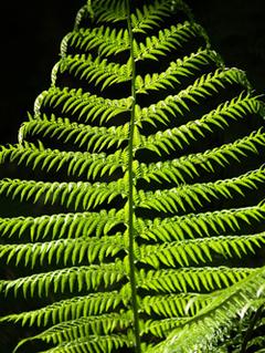 large fern leaf
