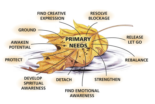 Primary Needs Chart