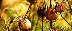 Seed Pods bring creative essence & wellbeing