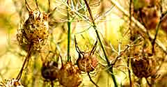 Seed Pods Essences and Wellbeing to Bring forth your Potential 