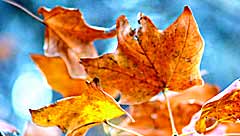 autumn leaves wellbeing essences by releasing and letting go