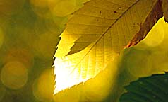 chestnut tree leaf