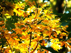 Yellow Chestnut leaves