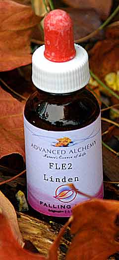 Linden Falling Leaf Essence - Wellbeing improve by not Living too much in the pastd 